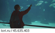 A person pointing towards fish in a large aquarium tank while standing behind a viewing glass in a calm and immersive environment. Стоковое видео, видеограф Igor Tichonow / Фотобанк Лори