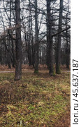 Immerse yourself in the tranquil beauty of a late autumn park during its first snowfall. Стоковое видео, видеограф Ярославский Максим / Фотобанк Лори