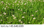 A bee on a clover flower. Trifolium pratense, the white clover in the meadow. White-flowered clover and Poa annua, or annual meadow grass on the lawn in summer in the sunlight. Meadow flowers Close up. Стоковое видео, видеограф Марина Демидюк / Фотобанк Лори