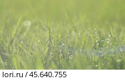 Juicy bright green grass in sunlight. Close up. Lawn background. Texture of new grass growing in field. Meadow on warm sunset or sunrise time. Tranquil nature scene. Golden hour. Greenery, dew drops. Стоковое видео, видеограф Марина Демидюк / Фотобанк Лори