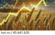 Golden Wheat Field with Stock Market Graph. Ripened cereals under a graph symbolizing economic growth. . Стоковое AI-видео, аниматор Igor Tichonow / Фотобанк Лори