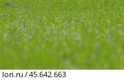 Juicy bright green grass and dew drops. Close up. Perfect Lawn background. Texture of new grass growing in field. Meadow on warm sunset or sunrise time. Tranquil nature scene. Golden hour. Greenery. Стоковое видео, видеограф Марина Демидюк / Фотобанк Лори