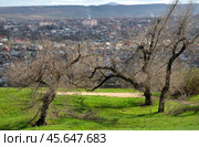 Trees in Nagorny Park on Goryachaya Mountain in early spring in March, resort town of Pyatigorsk, Stavropol Krai, Russia (2023 год). Стоковое фото, фотограф Алексей Антипов / Фотобанк Лори