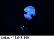 Tropical Jellyfish Phyllorhiza punctata white-spotted jellyfish underwater. Стоковое фото, фотограф Дмитрий Рухленко / Фотобанк Лори