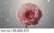 Minimalism. A beautiful pale pink flower on a gray background. The concept of Valentine's Day, Mother's Day and Women's Day. A copy of the space for the text. Стоковое AI-изображение, AI-художник Photojuli / Фотобанк Лори