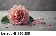 Minimalism. A beautiful pale pink flower on a gray background. The concept of Valentine's Day, Mother's Day and Women's Day. A copy of the space for the text. Стоковое AI-изображение, AI-художник Photojuli / Фотобанк Лори