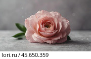 Minimalism. A beautiful pale pink flower on a gray background. The concept of Valentine's Day, Mother's Day and Women's Day. A copy of the space for the text. Стоковое AI-изображение, AI-художник Photojuli / Фотобанк Лори