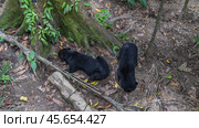 Two biruangs Helarctos malayanus are feeding. Endemic animals eat fruits on the ground at the roots of trees. Top view. Bornean Sun Bear Conservation Centre. Malaysia. Borneo. Sandakan. (2023 год). Стоковое фото, фотограф Вера Ивановна Кубарева / Фотобанк Лори