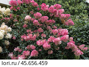Hydrangea paniculata Vanille Fraise on a stem. Стоковое фото, фотограф Ольга Сейфутдинова / Фотобанк Лори