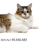 Fluffy cat on a white background. Стоковое фото, фотограф Ласточкин Евгений / Фотобанк Лори