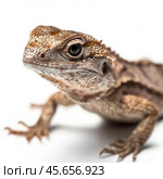 Tuatara reptile crawling on white background. Стоковое AI-изображение, AI-художник Иван Рябоконь / Фотобанк Лори