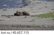 Brown bears mother and cub sleeping. Стоковое видео, видеограф Михаил Коханчиков / Фотобанк Лори