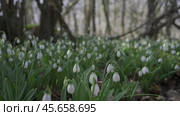 White snowdrops in the early spring in the forest. Beautiful footage of galanthus commonly known as snowdrop. HLG BT.2020. Стоковое фото, фотограф svetograph / Фотобанк Лори