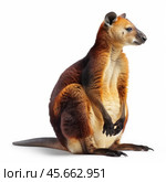 Goodfellow's tree kangaroo sitting and looking right on white background. Стоковое AI-изображение, AI-художник Иван Рябоконь / Фотобанк Лори