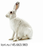 White snowshoe hare sitting on white background. Стоковое AI-изображение, AI-художник Иван Рябоконь / Фотобанк Лори