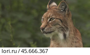 The Eurasian lynx (Lynx lynx) in the forest. Стоковое видео, видеограф Андрей Армягов / Фотобанк Лори
