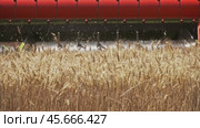 Combine harvester cuts ripe wheat in the field. Стоковое видео, видеограф Михаил Коханчиков / Фотобанк Лори