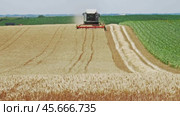 Combine harvester cuts ripe wheat in the field. Стоковое видео, видеограф Михаил Коханчиков / Фотобанк Лори