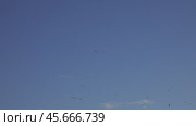 Many seagulls fly against the blue sky at sunset. Стоковое видео, видеограф Михаил Коханчиков / Фотобанк Лори