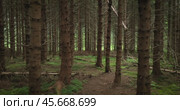 View of the Forest in Norway. Beautiful nature of Norway. The camera moves from the first person through the thicket of a pine forest. Стоковое видео, видеограф Андрей Армягов / Фотобанк Лори