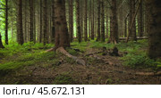 View of the Forest in Norway. Beautiful nature of Norway. The camera moves from the first person through the thicket of a pine forest. Стоковое видео, видеограф Андрей Армягов / Фотобанк Лори