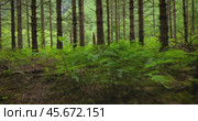 View of the Forest in Norway. Beautiful nature of Norway. The camera moves from the first person through the thicket of a pine forest. Стоковое видео, видеограф Андрей Армягов / Фотобанк Лори