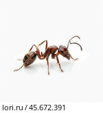 Red ant walking on white background, formica rufa insect close up. Стоковое AI-изображение, AI-художник Иван Рябоконь / Фотобанк Лори