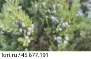 Juniperus excelsa with blue berries, Greek juniper, evergreen branch of a tree, bright close-up view of the sea. Стоковое видео, видеограф svetograph / Фотобанк Лори
