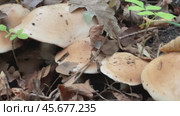 Mushrooms Forest Floor Autumn Growth: Nature photography showcasing mushrooms growing on forest floor during autumn. Стоковое видео, видеограф svetograph / Фотобанк Лори