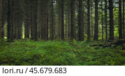 View of the Forest in Norway. Beautiful nature of Norway. The camera moves from the first person through the thicket of a pine forest. Стоковое видео, видеограф Андрей Армягов / Фотобанк Лори