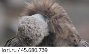 Cinereous vulture (Aegypius monachus) is a large raptorial bird that is distributed through much of temperate Eurasia. It is also known as the black vulture, monk or Eurasian black vulture. Стоковое видео, видеограф Андрей Армягов / Фотобанк Лори