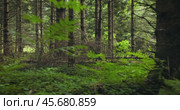 View of the Forest in Norway. Beautiful nature of Norway. The camera moves from the first person through the thicket of a pine forest. Стоковое видео, видеограф Андрей Армягов / Фотобанк Лори