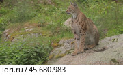 The Eurasian lynx (Lynx lynx) in the forest. Стоковое видео, видеограф Андрей Армягов / Фотобанк Лори
