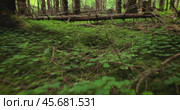 View of the Forest in Norway. Beautiful nature of Norway. The camera moves from the first person through the thicket of a pine forest. Стоковое видео, видеограф Андрей Армягов / Фотобанк Лори