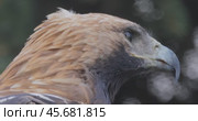 Golden eagle (Aquila chrysaetos) is a bird of prey living in the Northern Hemisphere. It is the most widely distributed species of eagle. Like all eagles, it belongs to the family Accipitridae. Стоковое видео, видеограф Андрей Армягов / Фотобанк Лори