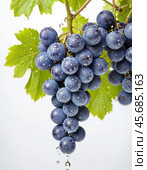 Bunch of ripe grapes with water droplets isolated on white background. Generative AI. Стоковое AI-изображение, AI-художник Андрей Аркуша / Фотобанк Лори