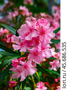 Close-up blossoming of oleander flowers in the spring. Стоковое фото, фотограф Яков Филимонов / Фотобанк Лори
