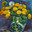 Dandelions. Oil painting on canvas by artist Inna Prityazhnyuk. Стоковая иллюстрация, иллюстратор Сергей Пристяжнюк (Serg Zastavkin) / Фотобанк Лори