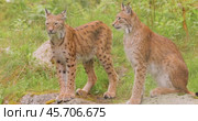The Eurasian lynx (Lynx lynx) in the forest. Стоковое видео, видеограф Андрей Армягов / Фотобанк Лори