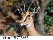 Beautiful young male impala gazelle standing in the forest. Стоковое AI-изображение, AI-художник Иван Рябоконь / Фотобанк Лори