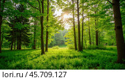 Sunlight filtering through lush green forest trees creating serene atmosphere for nature lovers and outdoor enthusiasts seeking relaxation and tranquility. Стоковое AI-изображение, AI-художник Павел Муравьев / Фотобанк Лори
