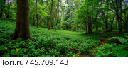 Dense forest scene with vibrant green foliage, tall trees, and meandering path. Yellow flowers dot undergrowth, adding color to tranquil, natural environment. Стоковое AI-изображение, AI-художник Павел Муравьев / Фотобанк Лори