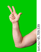 A hand holding up a peace sign against a bright green background. Стоковое фото, фотограф Сергей Толмачёв / Фотобанк Лори