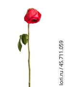 Wither red rose. Стоковое фото, фотограф Дмитрий Киселёв / Фотобанк Лори