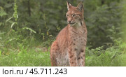 The Eurasian lynx (Lynx lynx) in the forest. Стоковое видео, видеограф Андрей Армягов / Фотобанк Лори