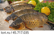 Common carp fish on ice, lettuce and lemon slices. Group of raw fish served on the ice cubes, fish at the market. Sale of sea fish. Advertising banner layout for seafood store. Crucian carp, goldfish. Стоковое AI-видео, аниматор Марина Демидюк / Фотобанк Лори