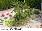 Ель Акрокона (Picea abies Acrocona) в ландшафтном дизайне на фоне саженцев туй. Стоковое фото, фотограф Евгения Золкина / Фотобанк Лори
