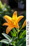 Bright orange lily flower blooming among lush green foliage in a garden setting on a sunny day. Стоковое AI-изображение, AI-художник Сергей Толмачёв / Фотобанк Лори