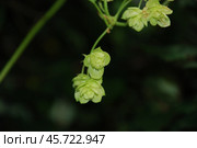 Хмель обыкновенный лат. Humulus lupulus. Стоковое фото, фотограф Andrew_Swarga / Фотобанк Лори