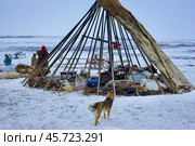 Собака оленеводов на фоне разборного чума. Этнография. Ямал. Стоковое фото, фотограф Катерина Романова / Фотобанк Лори